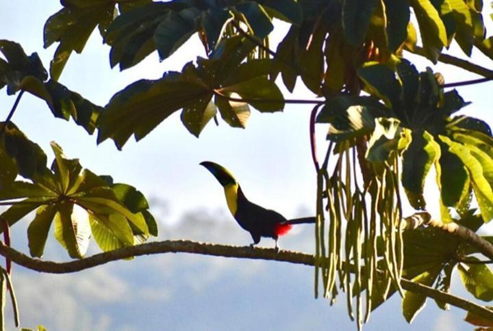 Casitas Eco Bambu Villa Cartago Dış mekan fotoğraf
